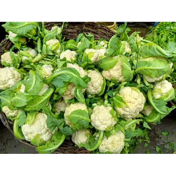 cauliflower (3)-266027-22087.webp